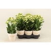 Kalanchoe 'Sunny White' wit