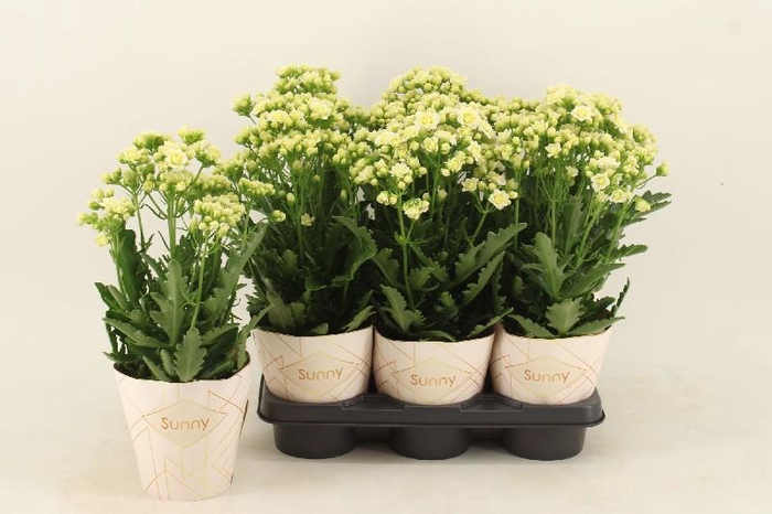 Kalanchoe 'Sunny White' wit