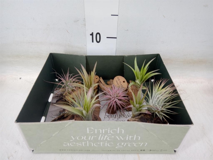 <h4>Arr. Tillandsia L%</h4>