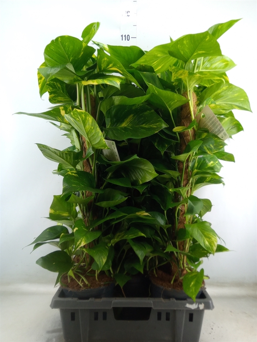 <h4>Epipremnum pinn.   ...moss stick</h4>