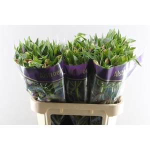 Alstr Avianna (l.rose)