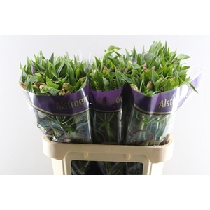 Alstr Avianna (l.rose)