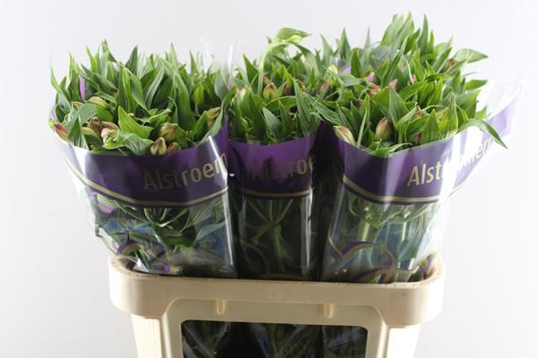 <h4>Alstr Avianna (l.rose)</h4>
