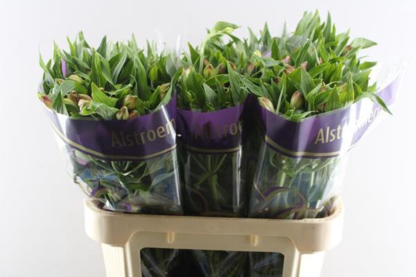 <h4>Alstr Avianna (l.rose)</h4>