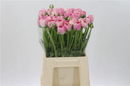 <h4>Ran Su Real Loren</h4>