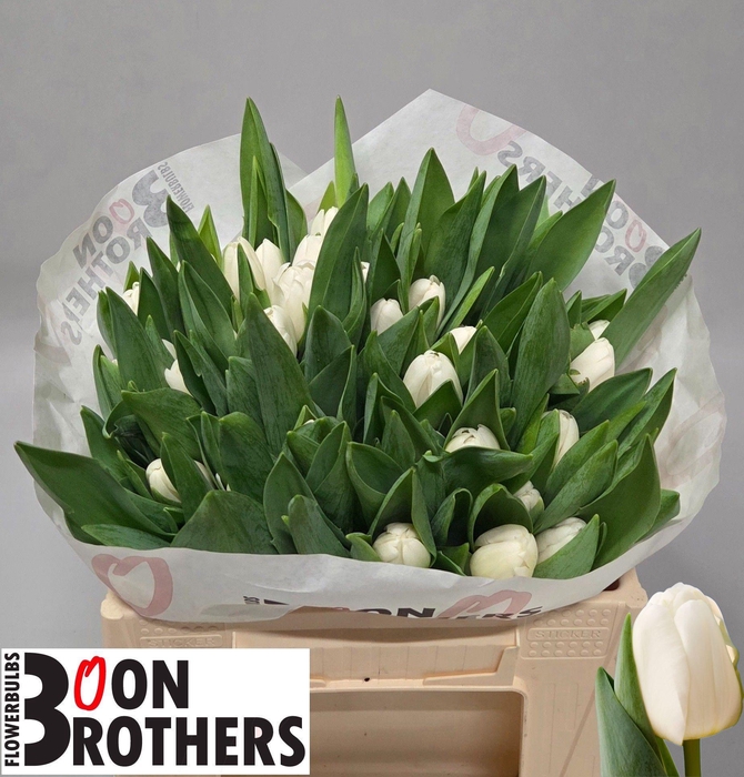 <h4>TU EN ANTARCTICA</h4>