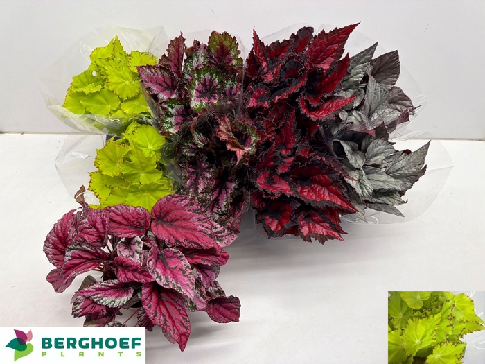 <h4>BEG BEL GEM</h4>