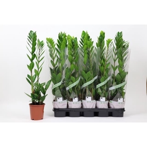 ZAMIO ZAMIIFOLIA