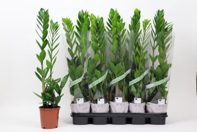<h4>ZAMIO ZAMIIFOLIA</h4>