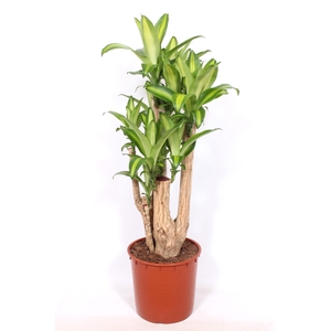 Dracaena Massangeana