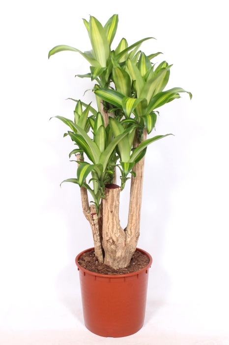 <h4>Dracaena Massangeana</h4>