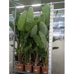 Strelitzia nicolai