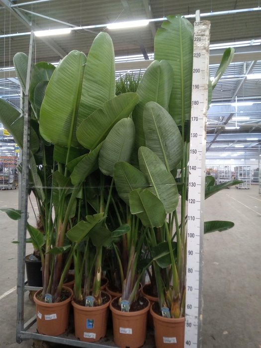 <h4>Strelitzia nicolai</h4>