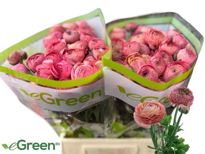 <h4>RAN AAZUR ANTIQ ROSE</h4>