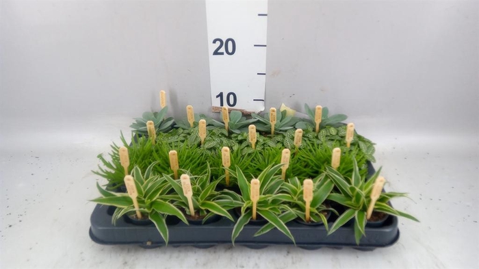 <h4>Planten  ..mix</h4>