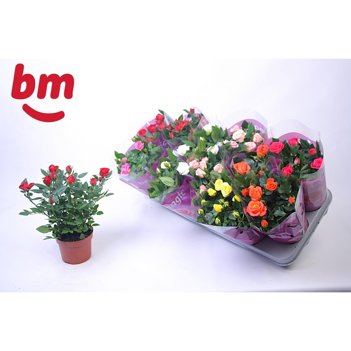 <h4>RO B MONDE GEM 7 SRT</h4>