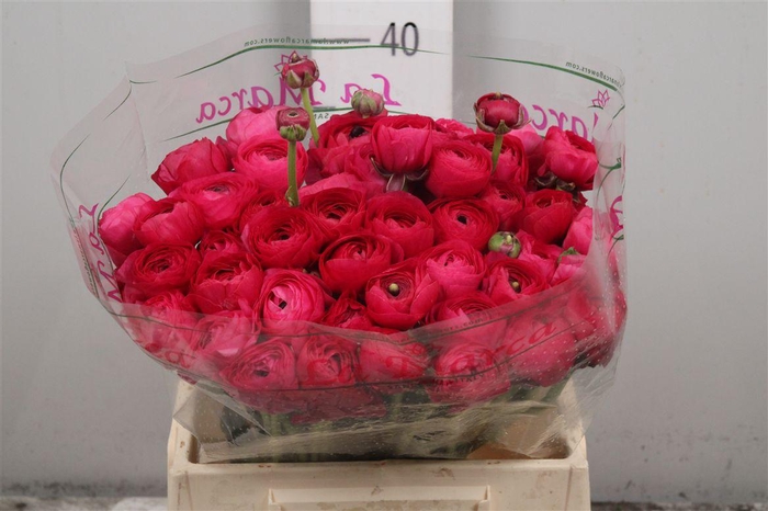 <h4>Ran Cl Su Colorado Ex</h4>