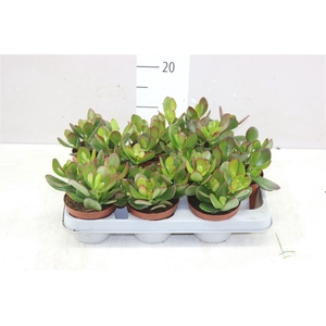 Crassula Ovata