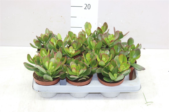 <h4>Crassula Ovata</h4>