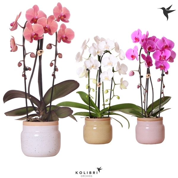 <h4>Kolibri Orchids Cascade Niagara fall 2 spike Vintage bowl mix</h4>