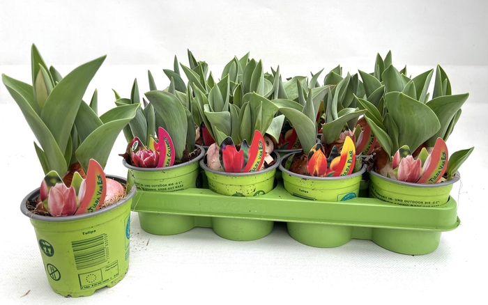 <h4>Tul Gem 4 Kleuren</h4>