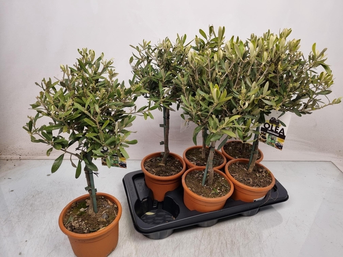 <h4>OLEA EUROPAEA</h4>