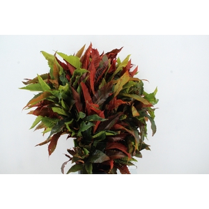 CASTANEA SATIVA