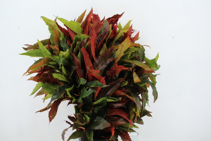 <h4>CASTANEA SATIVA</h4>
