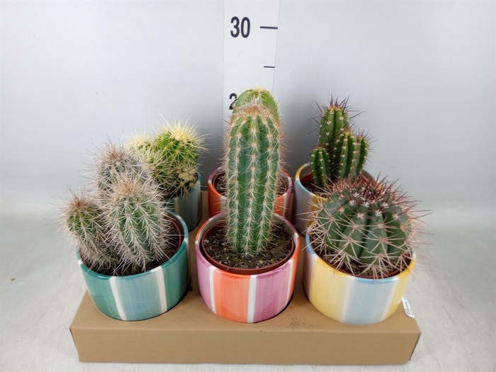 <h4>Cactus   ...</h4>