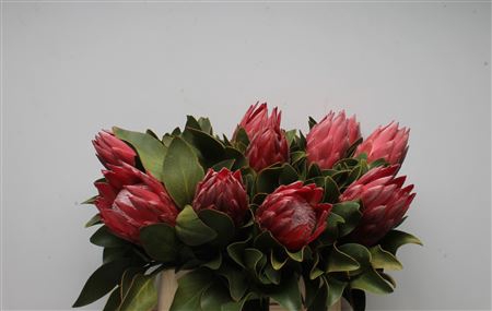 <h4>Protea Cynaroides Madiba</h4>