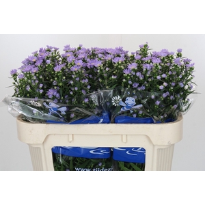 Aster Cassandra