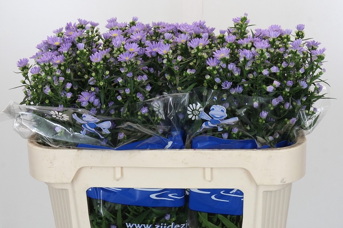 Aster Cassandra