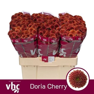 Chr S Aaa Doria Cherry