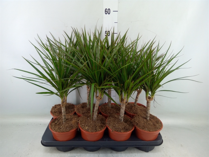 <h4>Dracaena marg.</h4>