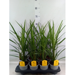 Cordyline indivisa 'Peko'