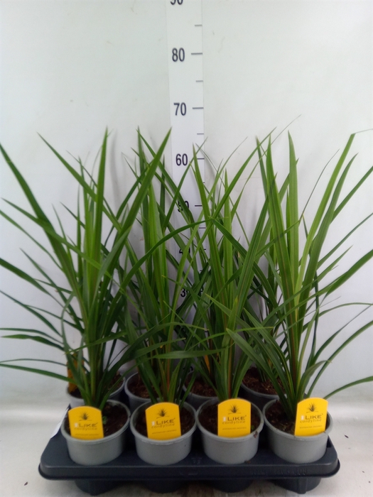 <h4>Cordyline indivisa 'Peko'</h4>