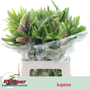 Lupinus