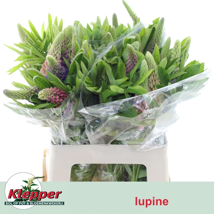 <h4>Lupinus</h4>