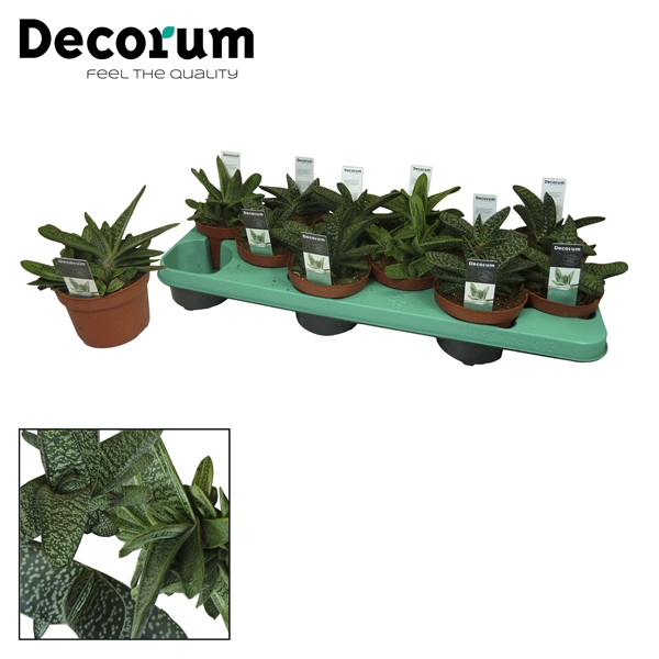 <h4>Gasteria mix 3 Soorten</h4>