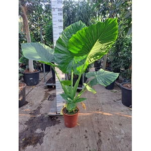 Alocasia Macrorrhiza XL