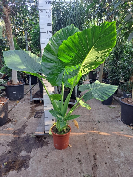 <h4>Alocasia Macrorrhiza XL</h4>