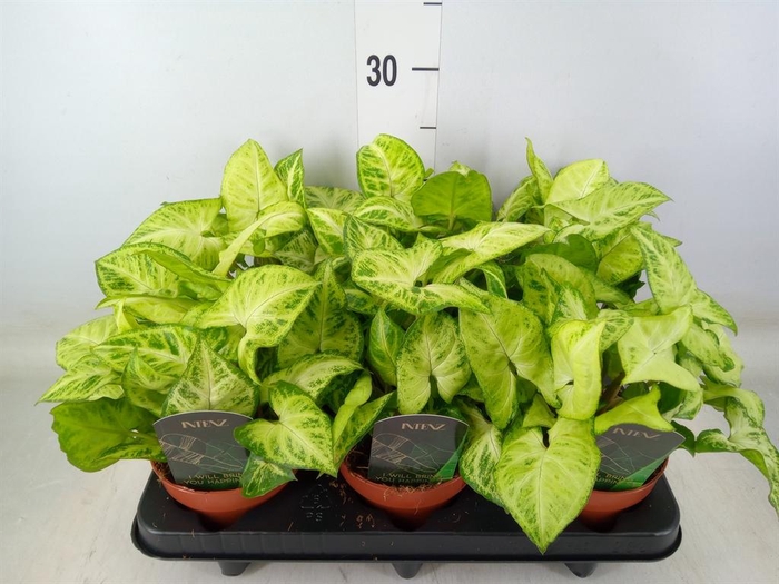 <h4>Syngonium  'Arrow'</h4>