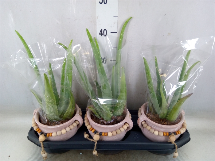 <h4>Aloe vera</h4>