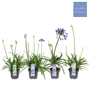 Agapanthus mix laag P17