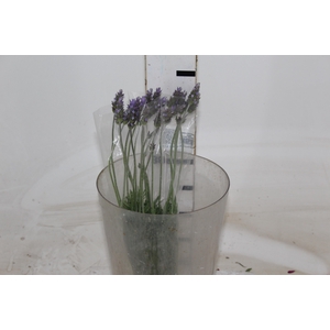 LAVANDULA CORTE