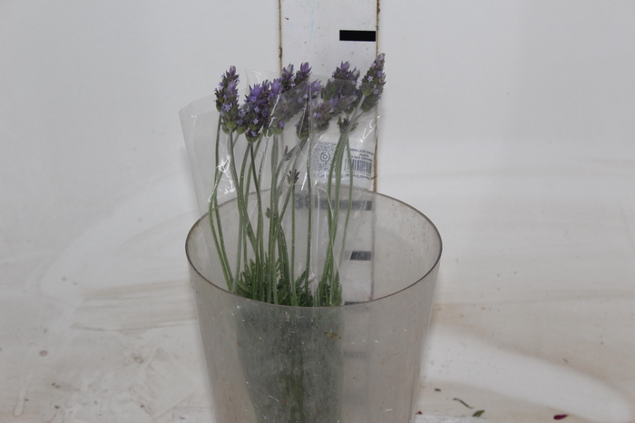 <h4>LAVANDULA CORTE</h4>