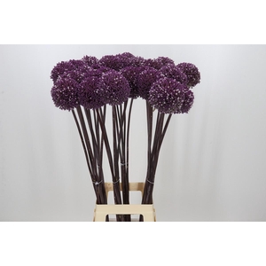 Allium Summer Drummer