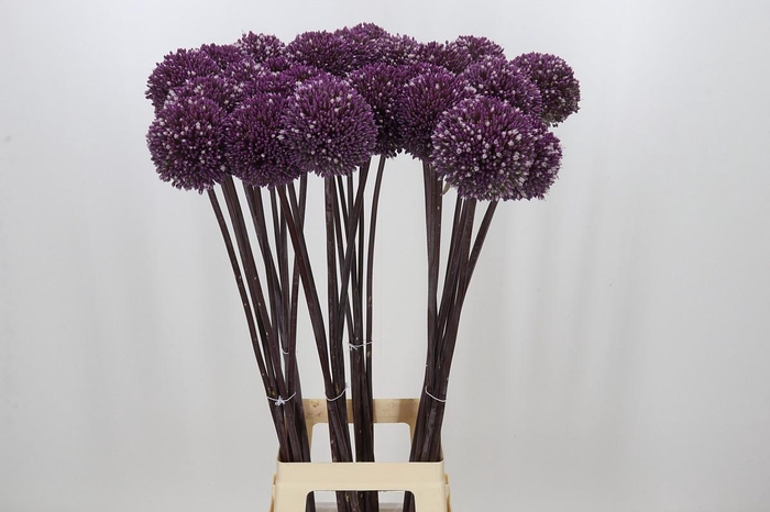 <h4>Allium Summer Drummer</h4>