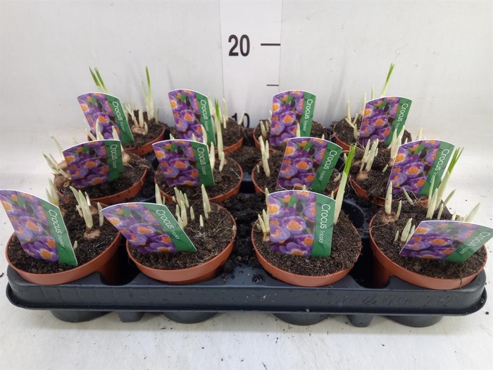 <h4>Crocus   ...in pot</h4>