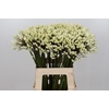 Agapanthus Barcelona